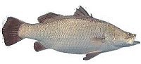 Barramundi or Sea Bass Photo