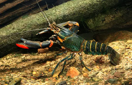 Australian Red Claw Crayfish Diet
