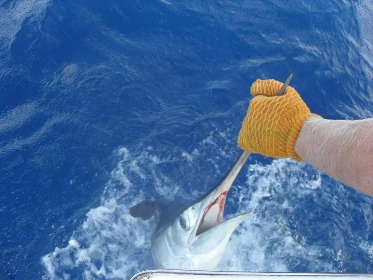 white marlin, fishing in florida