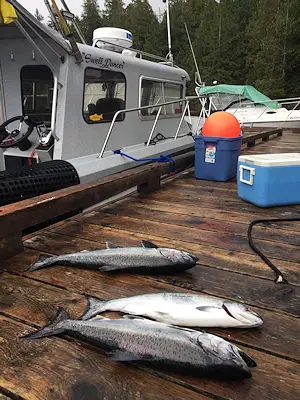 winter Chinook fishing in Barkley Sound has been relatively good in March 