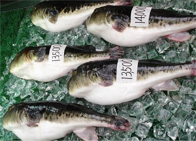Fresh Fugu Pufferfish for sale. Fugu on ice