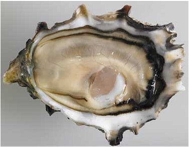 Fresh shucked oyster