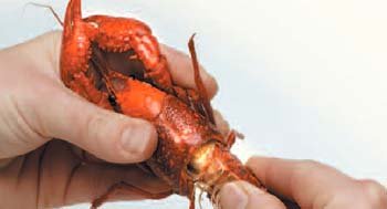 how to peel a crayfish 3 twist the tail to loosen it from the body