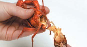 how to peel a crayfish 4 Pull the tail away from the body