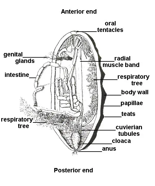 larger-sea-cucumber-external-and-internal-features